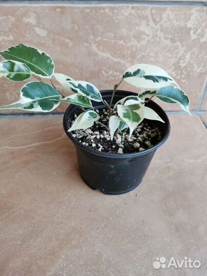 Фикус Бенджамина Твилайт