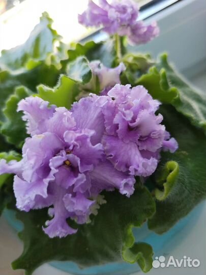 Детки сортовых фиалок