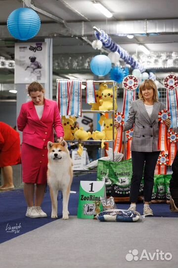 Профессиональный хендлер