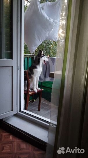 Отдам в добрые руки хаски