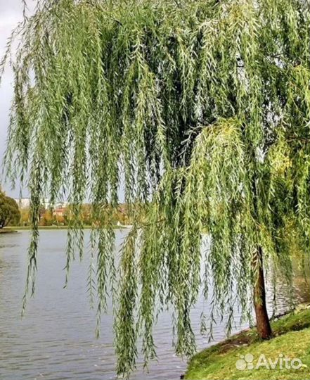 Ива плакучая