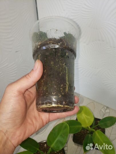 Филодендрон