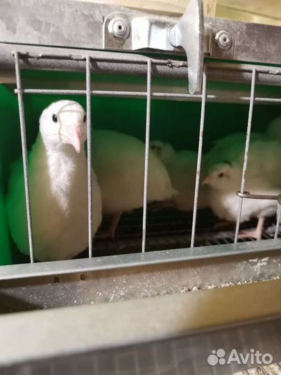 Перепела Селадон, Техасцы