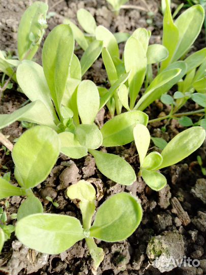 Цветы, рассада, семена