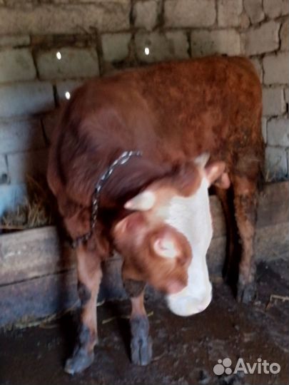 Корова и бык