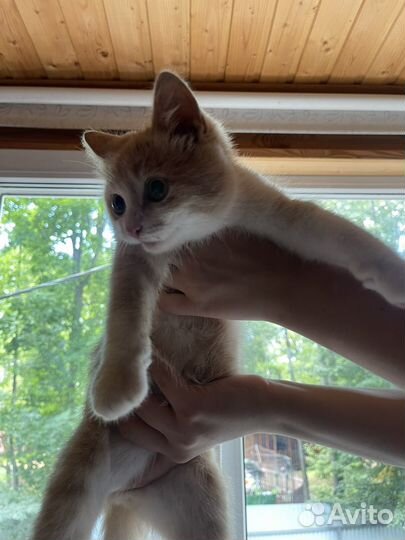 Рыжий котенок