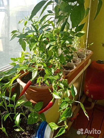 Перец домашний острый