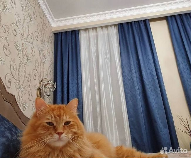 Дизайнерские шторы