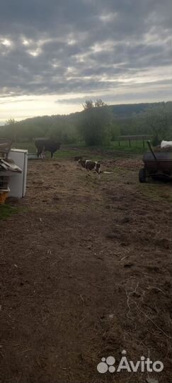 Корова с телёнок