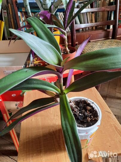 Традисканция рэо