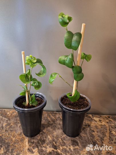 Фикус Барок