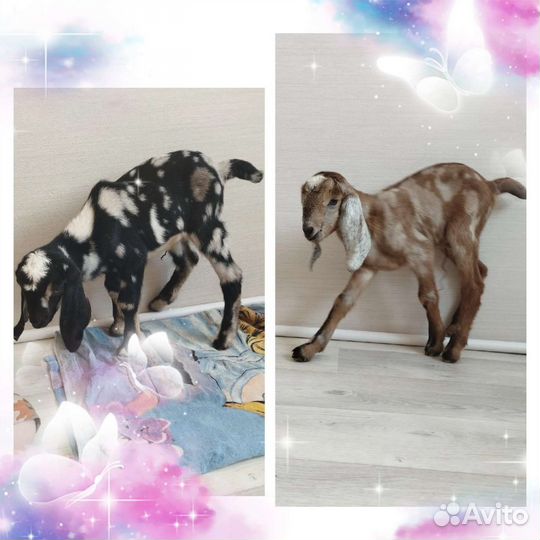 Англо нубийские козлята