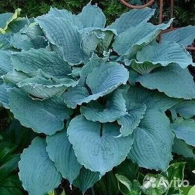 Крупные Хосты