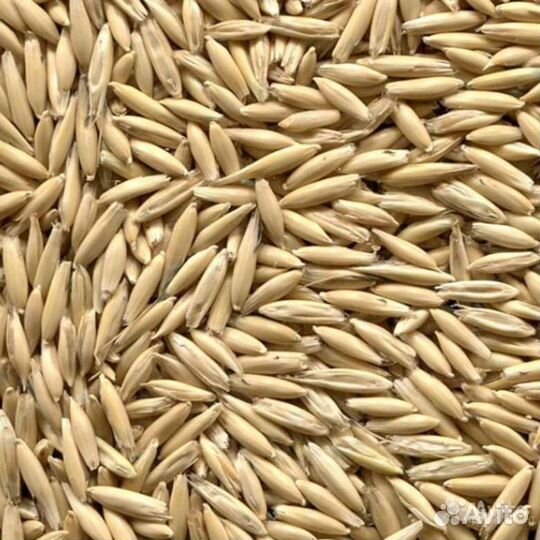 Озимая рожь, пшеница, овес, ячмень