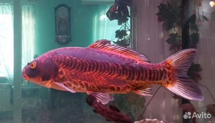 Продам карпа