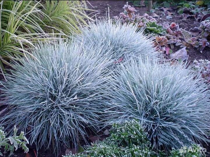 Овсяница сизая фестука вечнозеленая