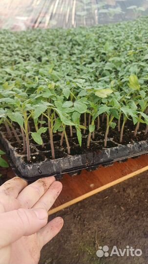 Выращивание рассады