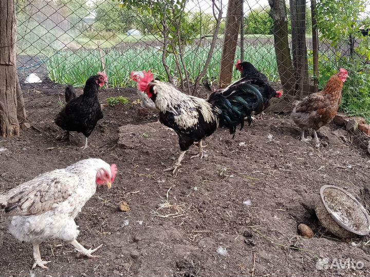 Куры домашние