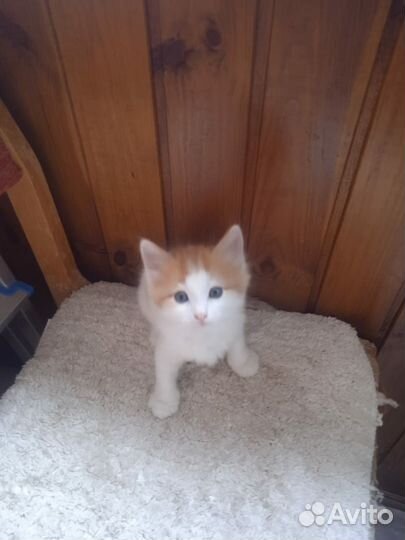 Чудесные котята в добрые руки