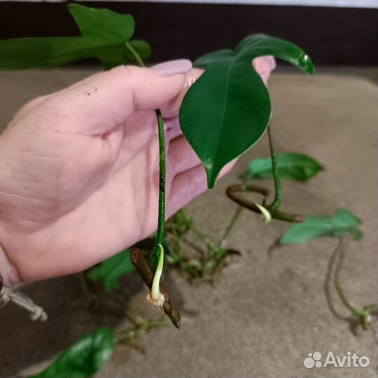 Филодендрон лациниатум