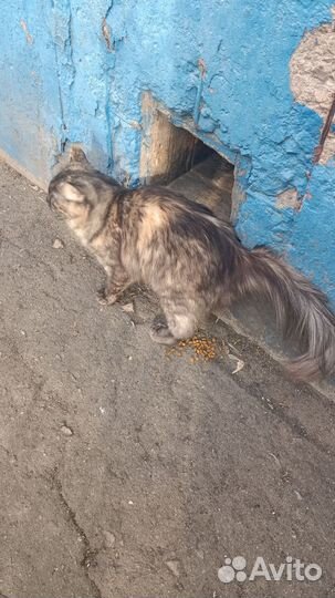 Найдена кошка