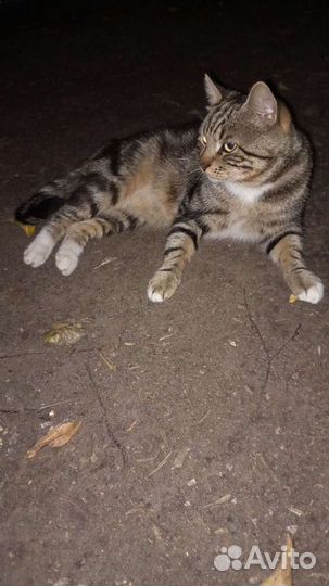 Котик 2 года