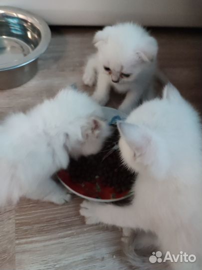 Шотландские вислоухие котята