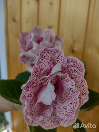 Глоксиния, укоренённые пасынки (часть 2)