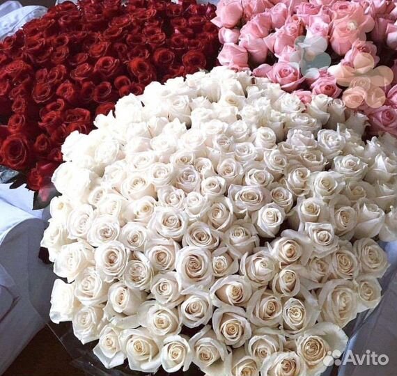 101 Роза Букеты 31 51 101 Роза