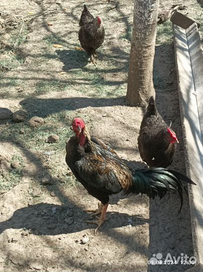 Молодые петухи
