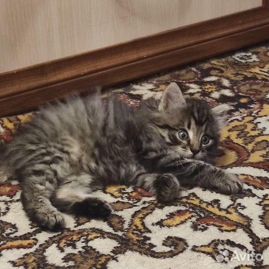 Котик в дар бесплатно
