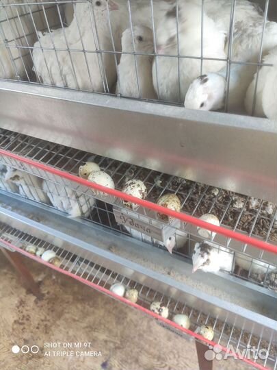 Живые перепелки яйцо