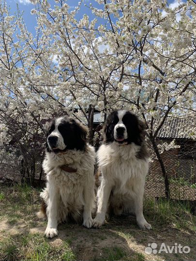 Продам шерсть собачью