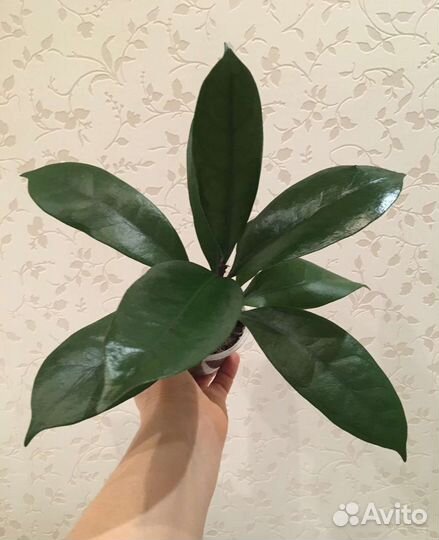 Фикус циатистипула