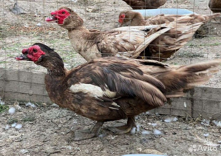 Утки порода красный бык