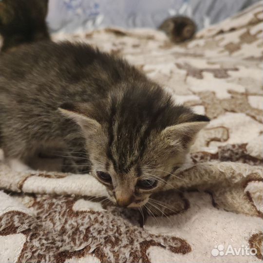 Отдам смешнявых котят в хорошие руки