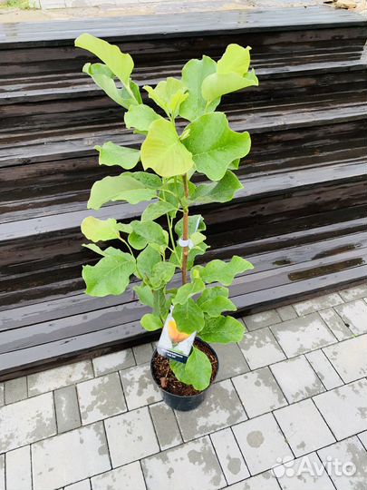 Магнолия Judy Zuk