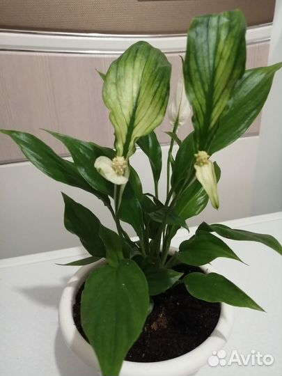 Спатифиллум