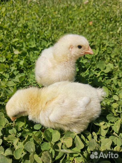 Бройлер кобб 500, росс 308, Цветной бройлер