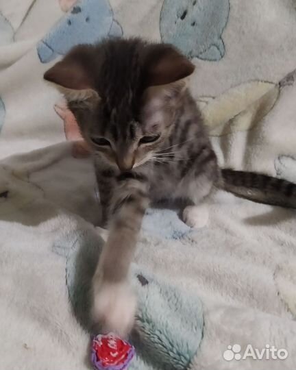 Котики от кошки- мышекрысоловки в добрые руки