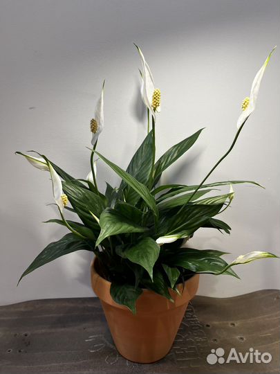 Спатифиллум Шопен