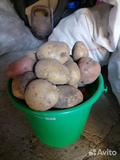 Картофель