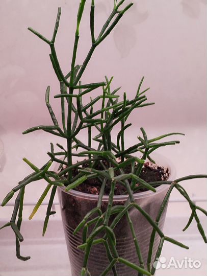 Комнатные растения