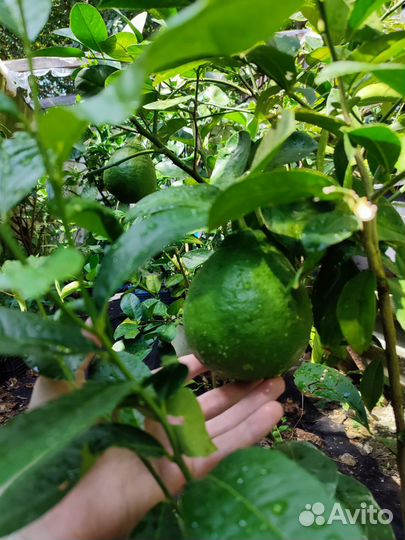 Саженцы лимонов