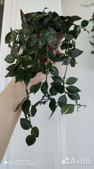 Хойя Лакуноза эскимо