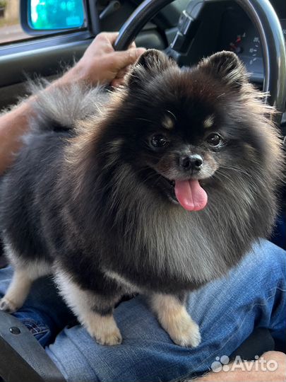 Кабель ищет девочку