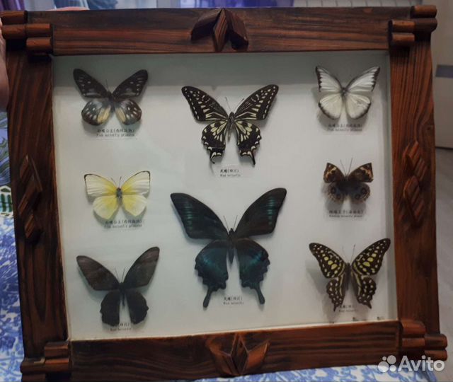 Настоящие бабочки в раме