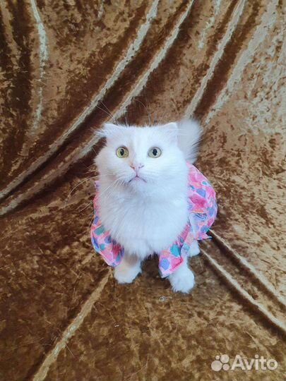 Белоснежная вислоухая кошка - в дар