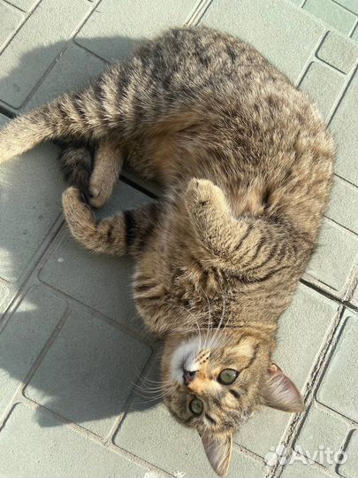 Котик