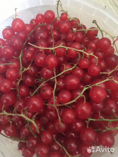 Красная смородина, белая